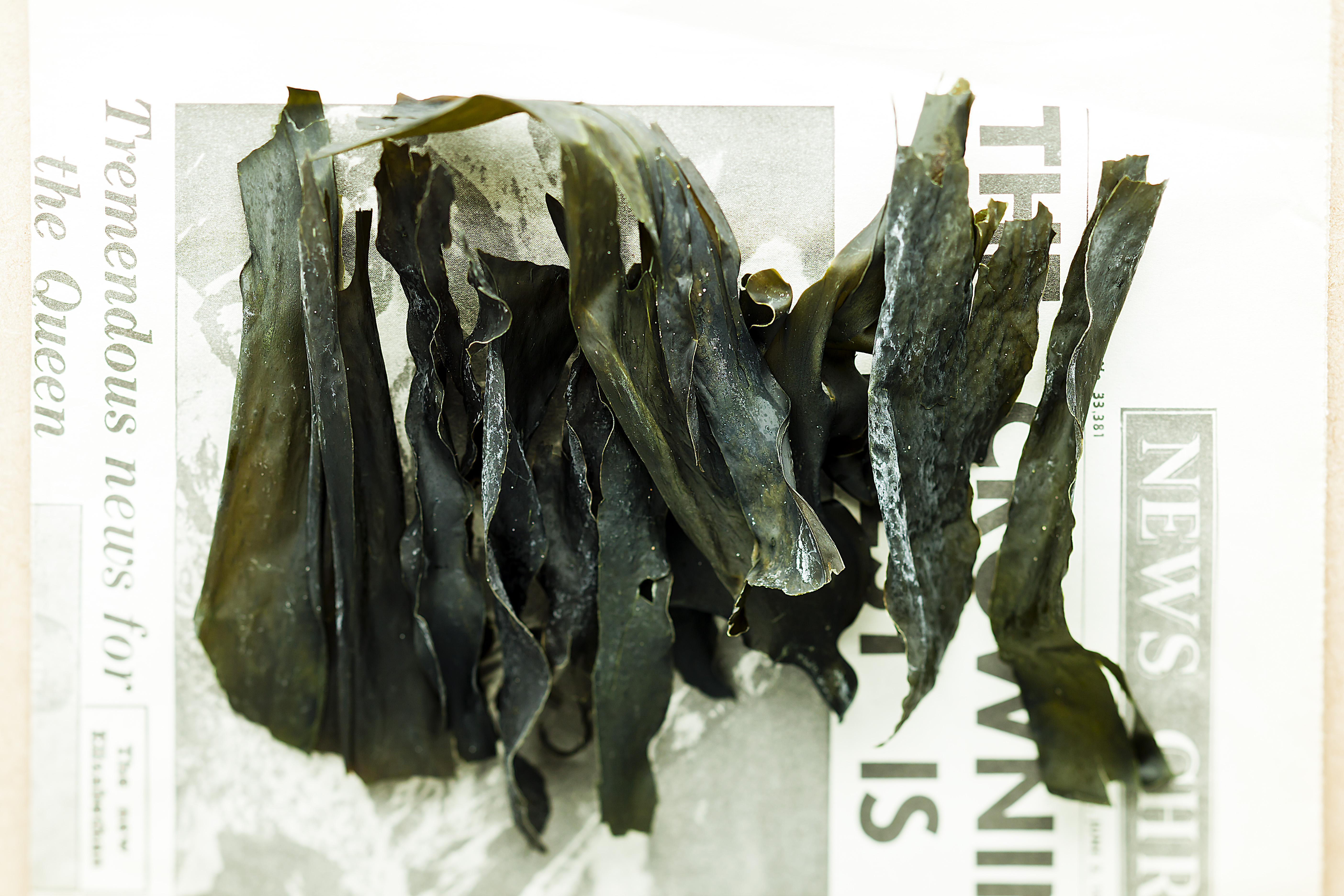 Kombu breton en vrac, une algue bio séchée par Supersec
